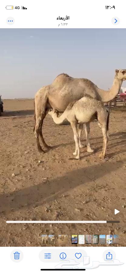 Qa'dan for sale, age 5 months, condition good64130391769218111