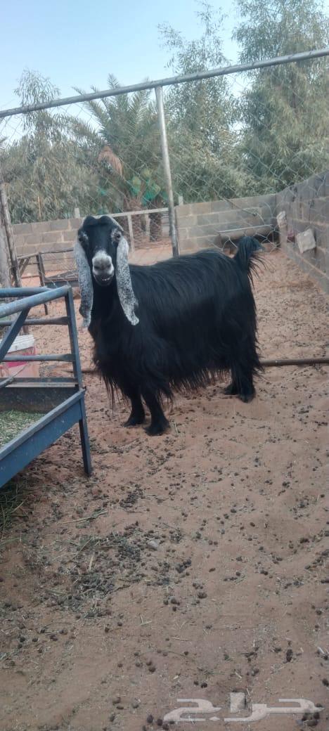 Hail's temporary goat64141528280321110