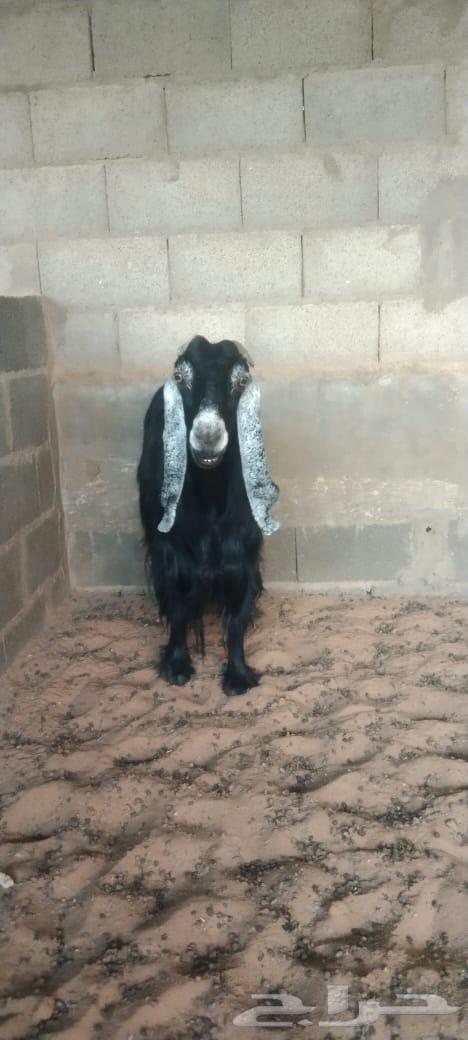 Hail's temporary goat64141528280321111