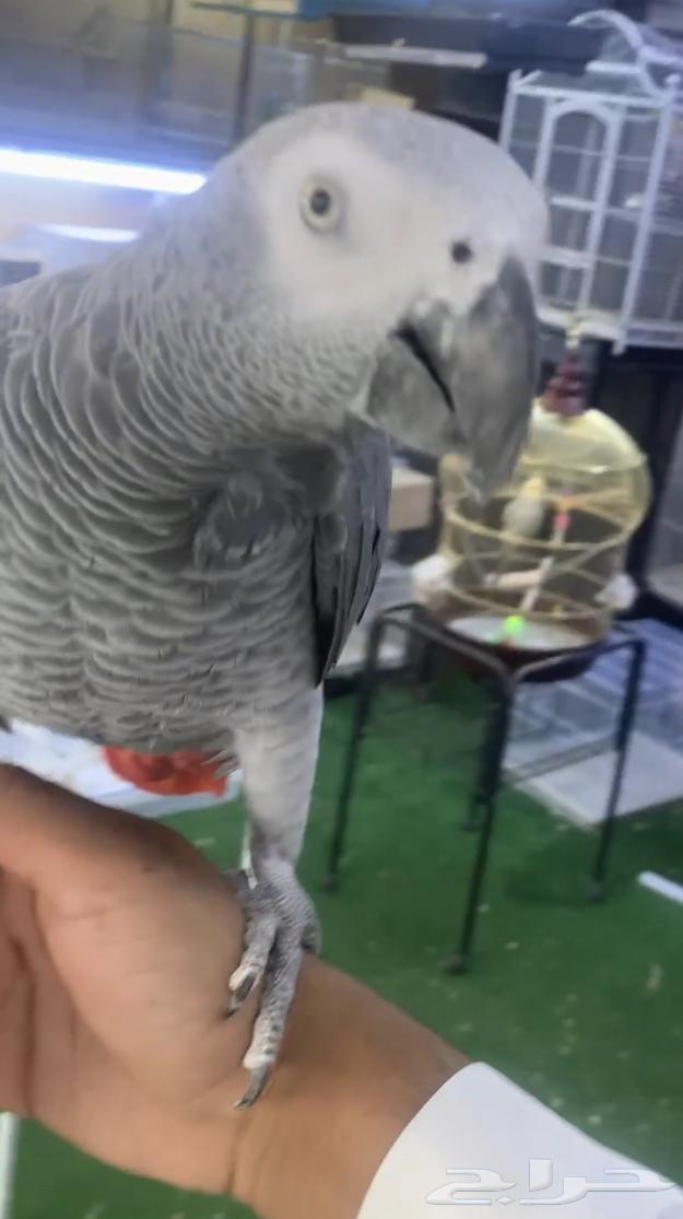 For sale, a domesticated talking cockatoo64128552411011114
