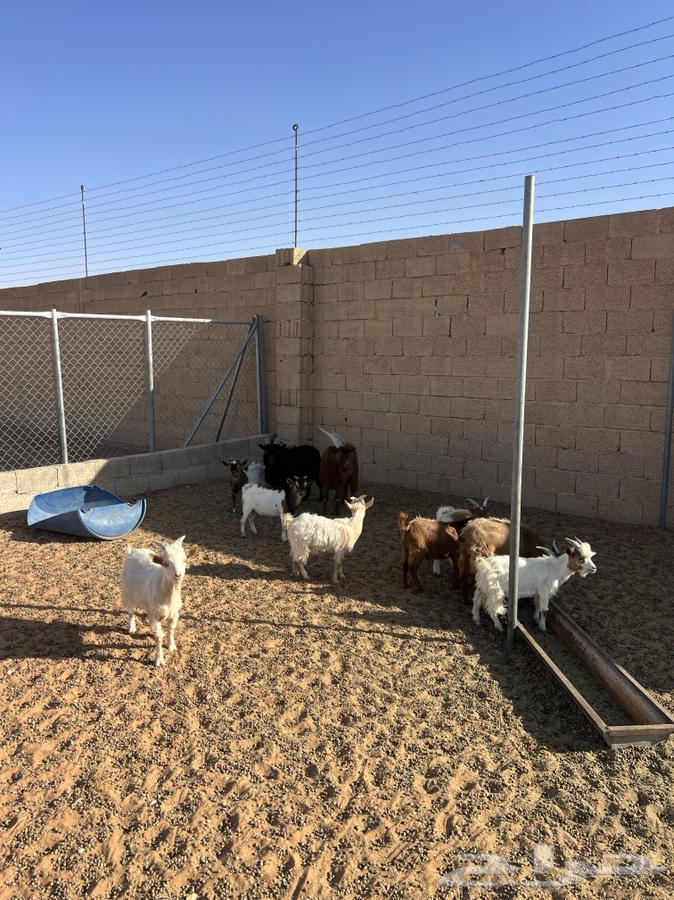 Dwarf goats for sale64141535459971110
