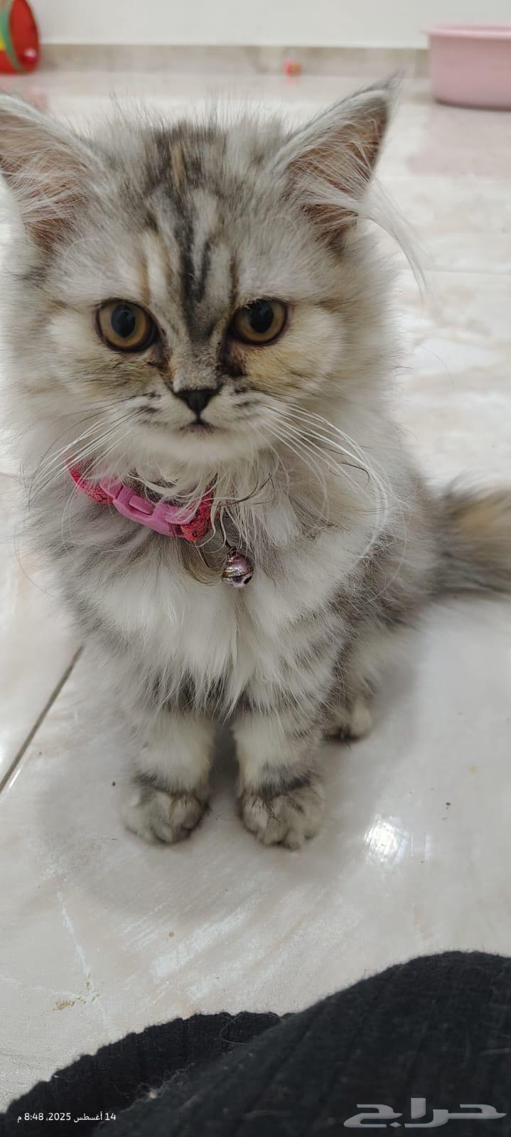 Shirazi cat for sale - Dammam - Saihat64141546751363110
