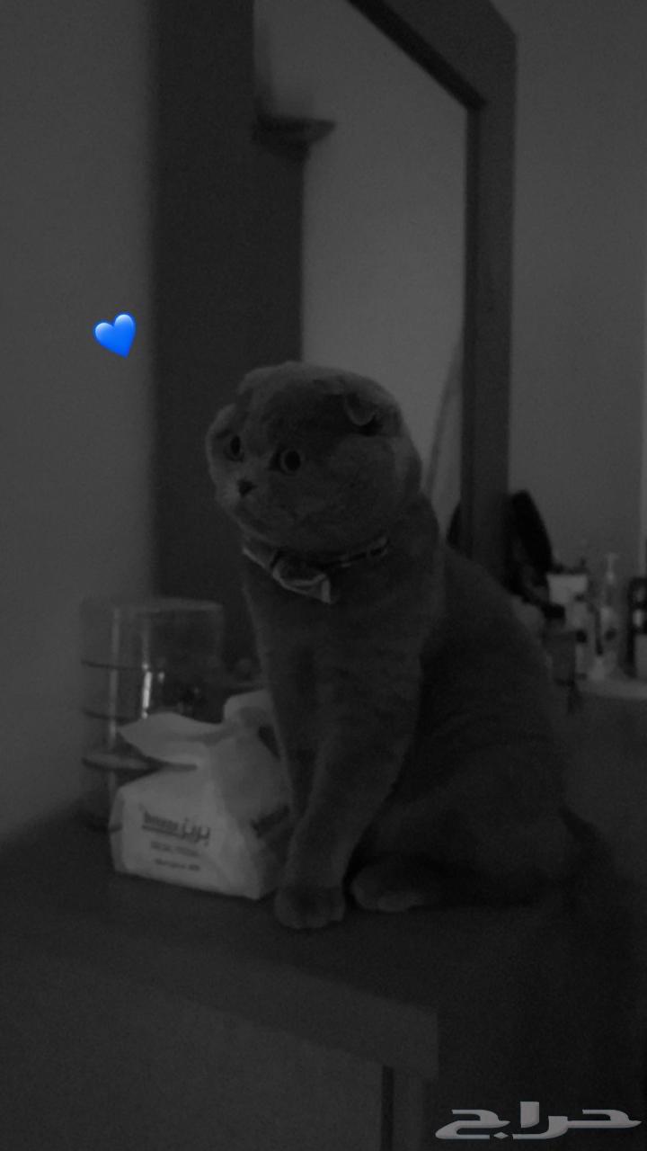 Scottish Fold Male Kitten for Sale64142690131329113