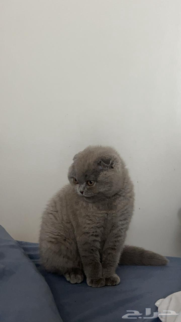 Scottish Fold Male Kitten for Sale64142690131329110