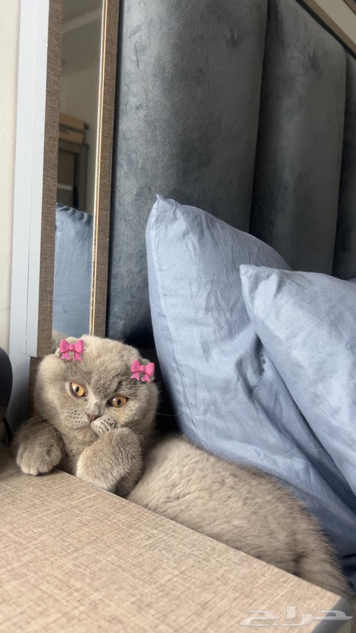 Scottish Fold Male Kitten for Sale64142690131329114