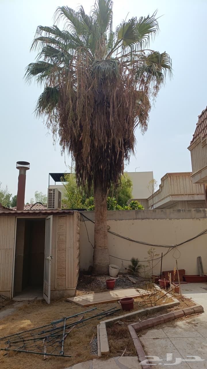 نخله واشنطونيا ( ابو مروحه القديم )64141533857281110
