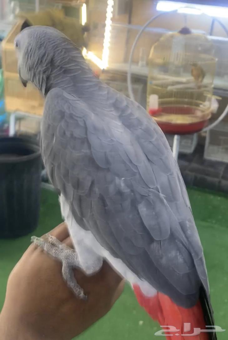 For sale, a domesticated talking cockatoo64128552411011111