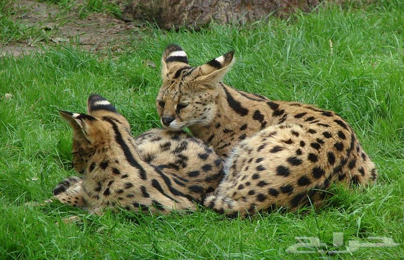 Serval cats for sale, the tiger cat64141548694402111