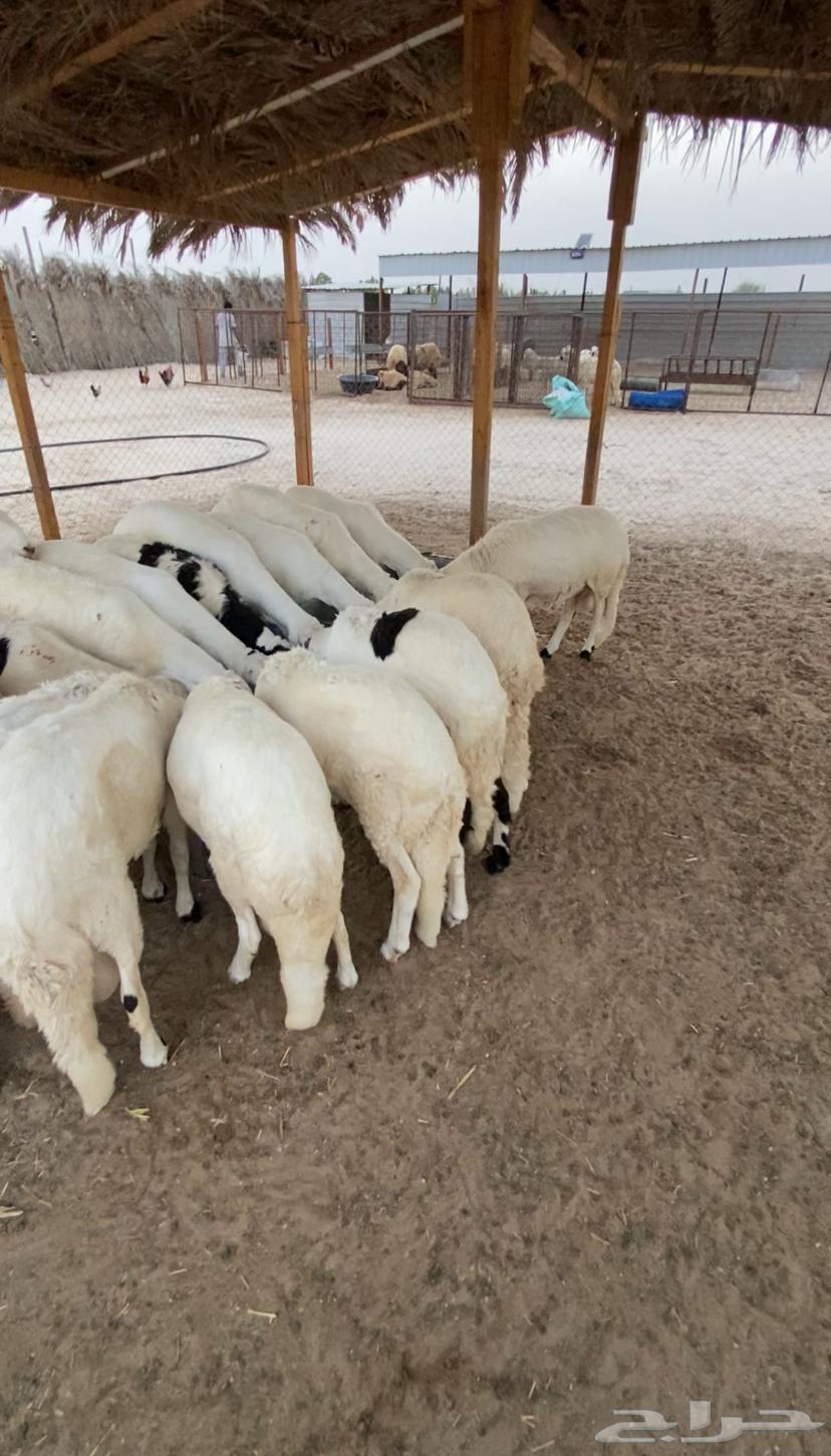 Five-month-old lamb pens64141535731585111