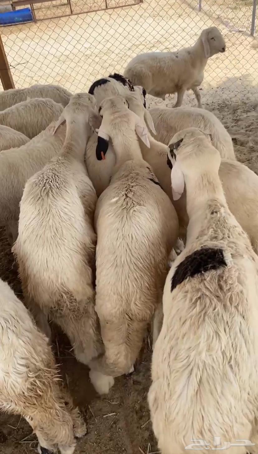 Five-month-old lamb pens64141535731585114