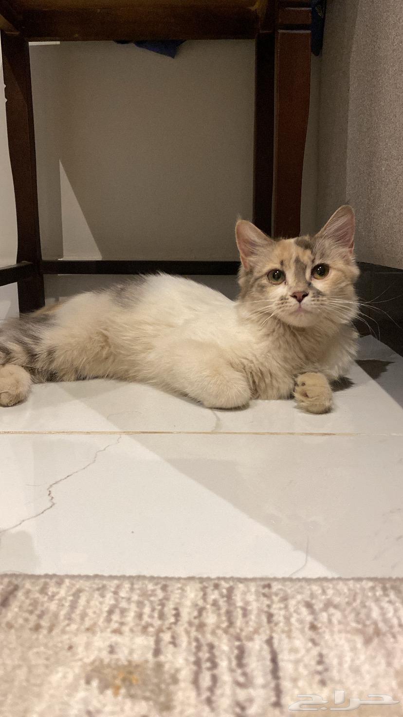 بسه لتبني64141925276035114
