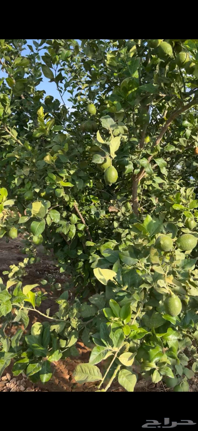 Lemon Sha'iri64141933300097110