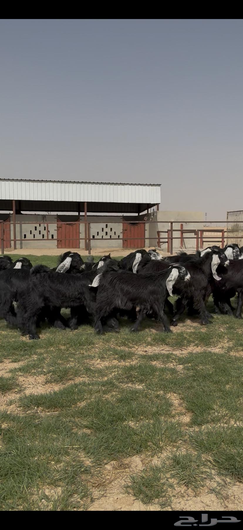 Good quality goats and rams for sale64141920761858111