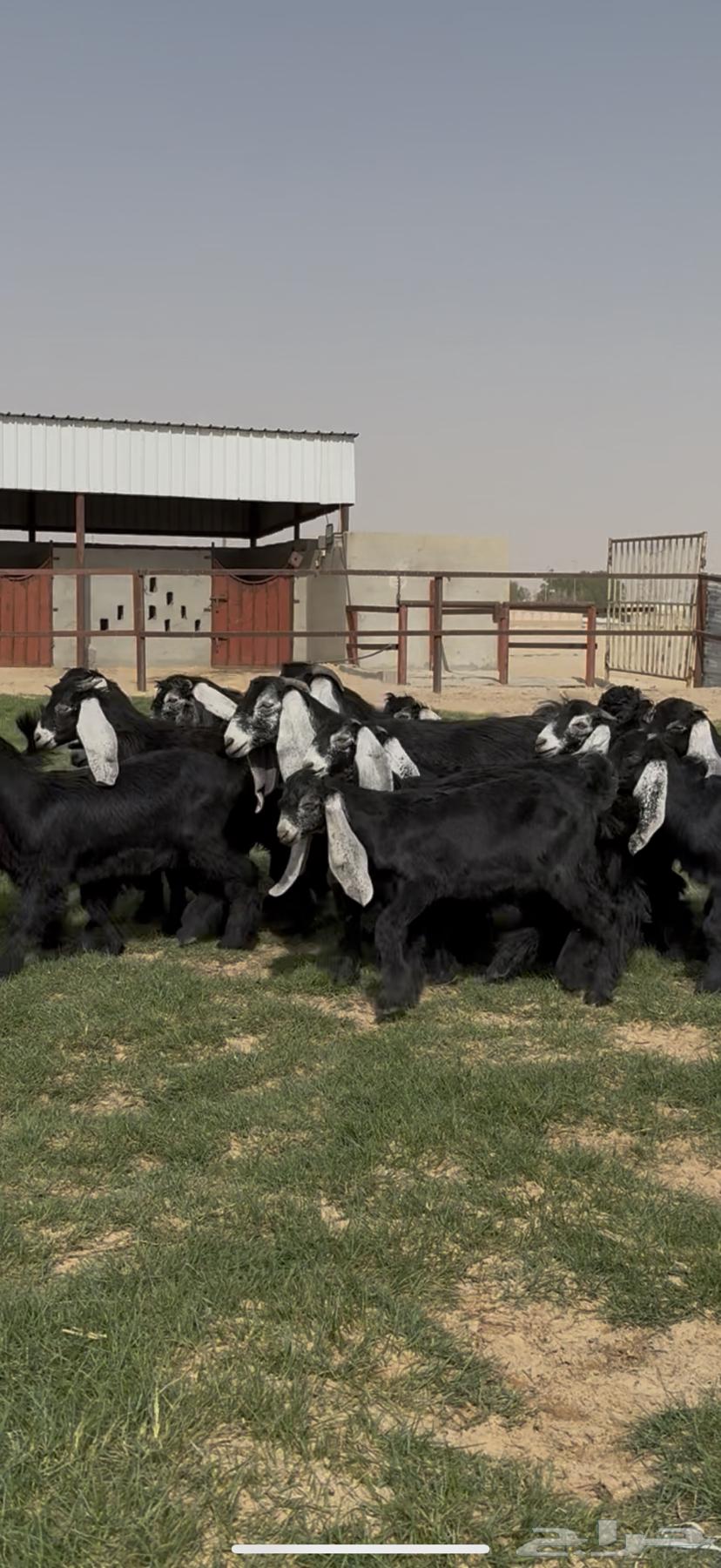 Good quality goats and rams for sale64141920761858110