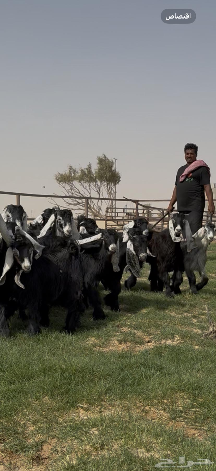 Good quality goats and rams for sale64141920761858112