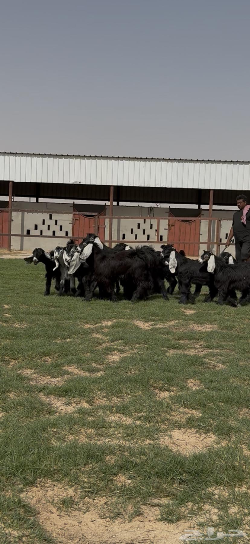 Good quality goats and rams for sale64141920761858114