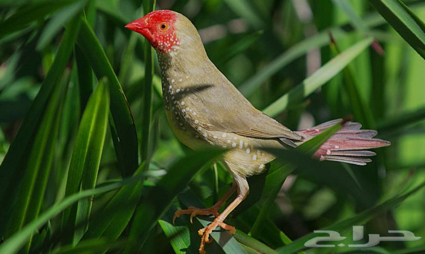 For sale Star Finch or Zebra Finch pairs64143993415809110