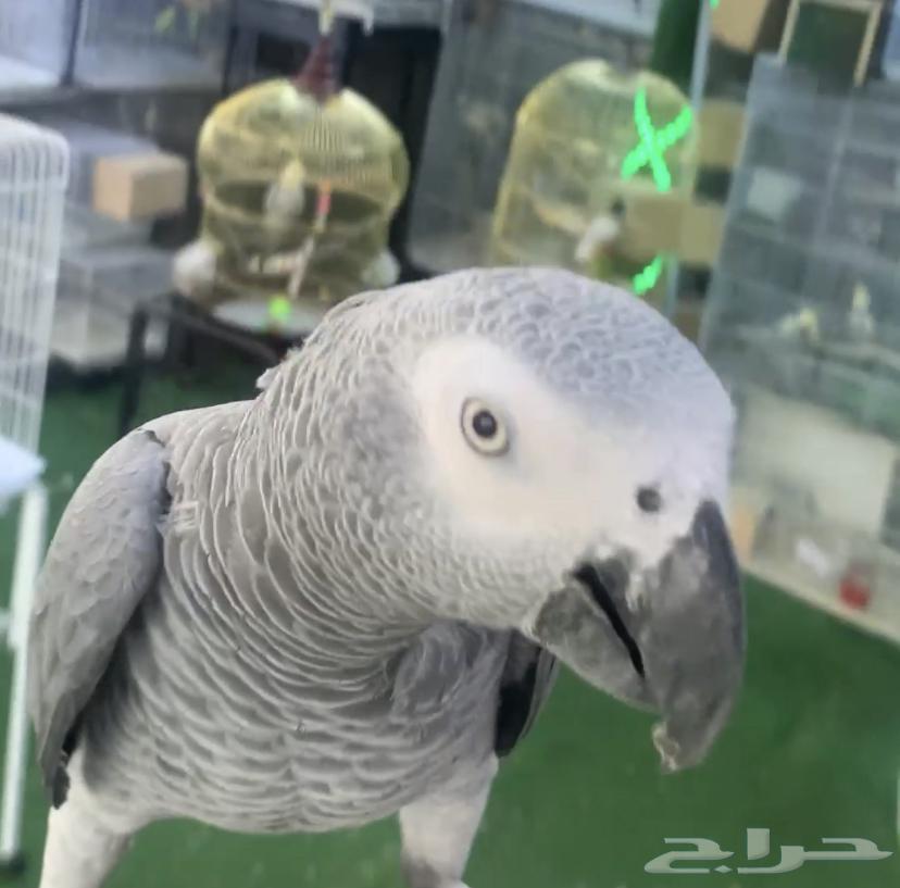 For sale, a domesticated talking cockatoo64128552411011112