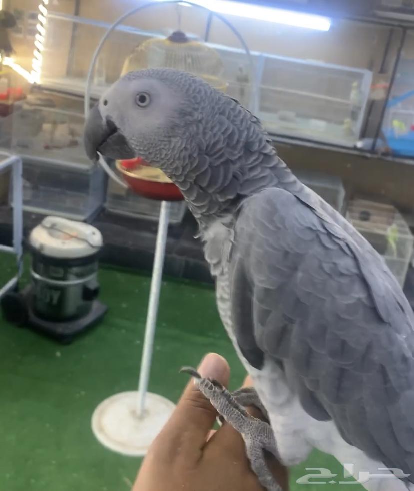 For sale, a domesticated talking cockatoo64128552411011110