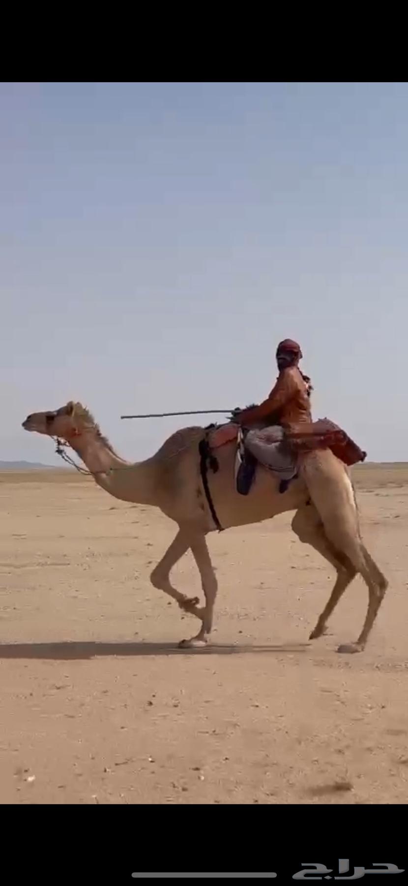 ركبي طوع64142207274753111
