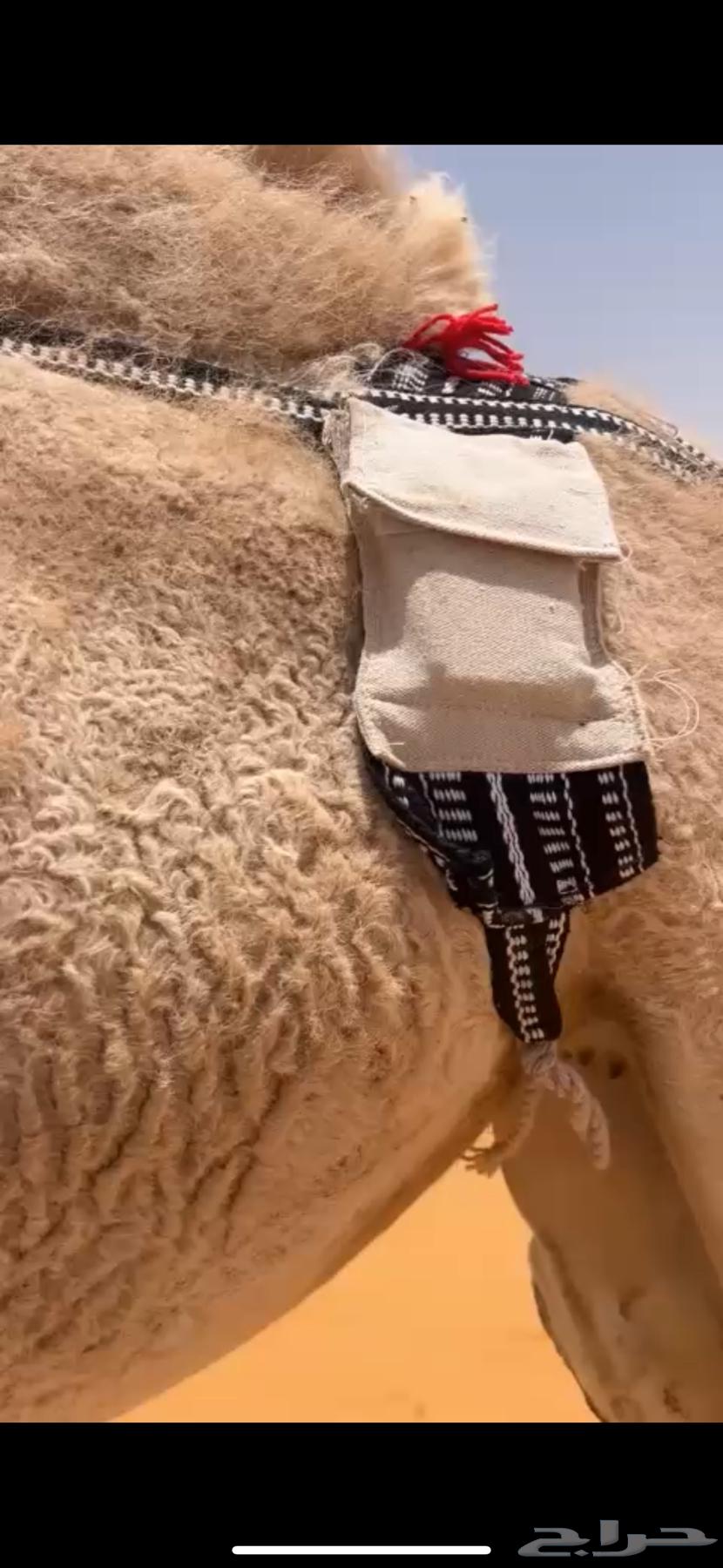 تتبع s20 pro بدون شريحة64365425081603114