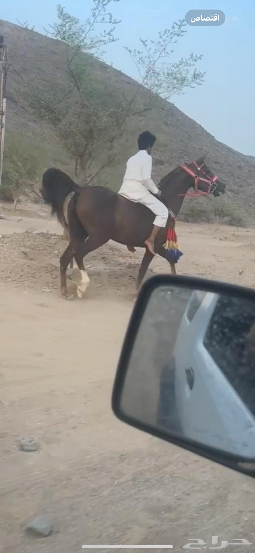 Horse64141925330563110