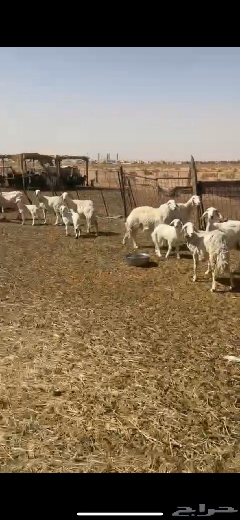 غنم للبيع حريات حرش مقاني64128552401794113