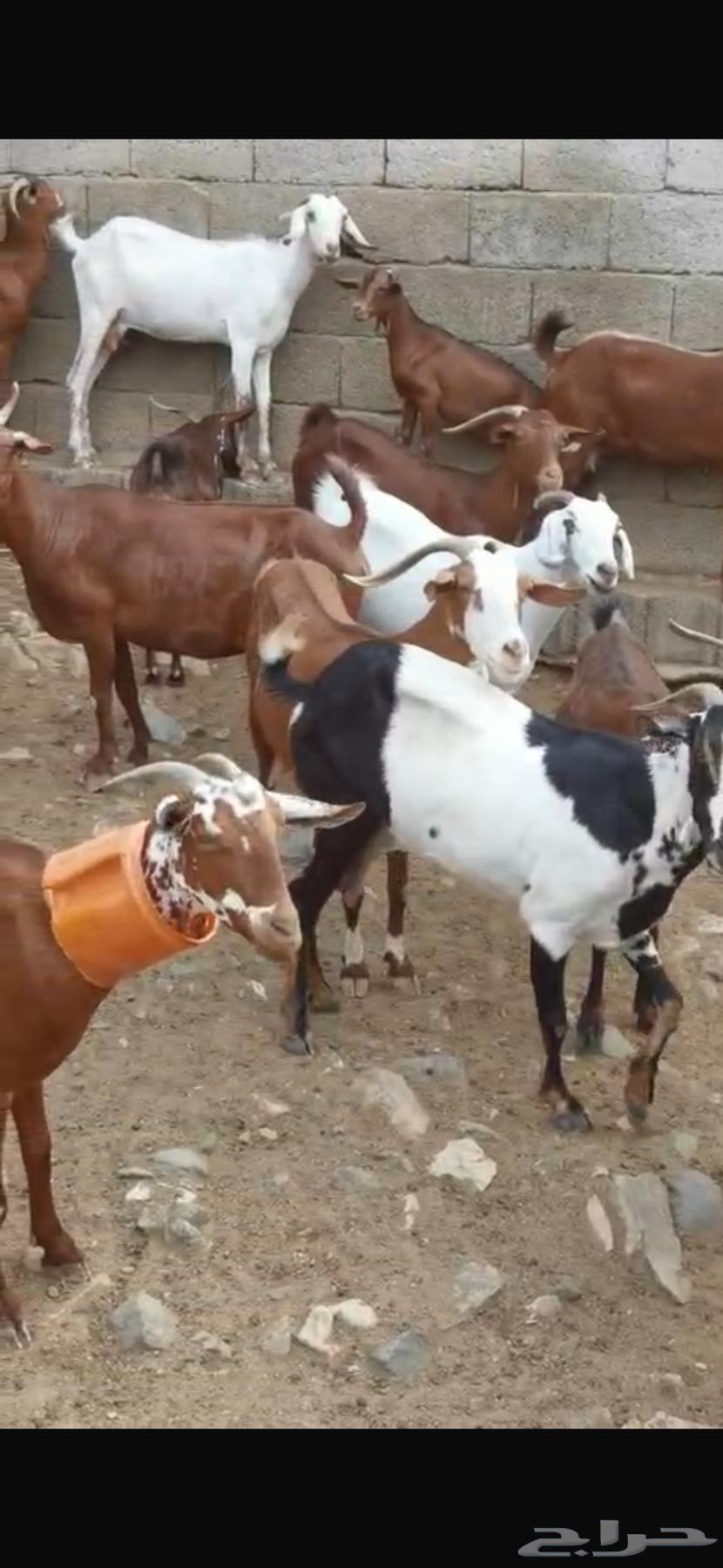 غنم جنوبية 29 بالفحل تحتها 364144360469891110