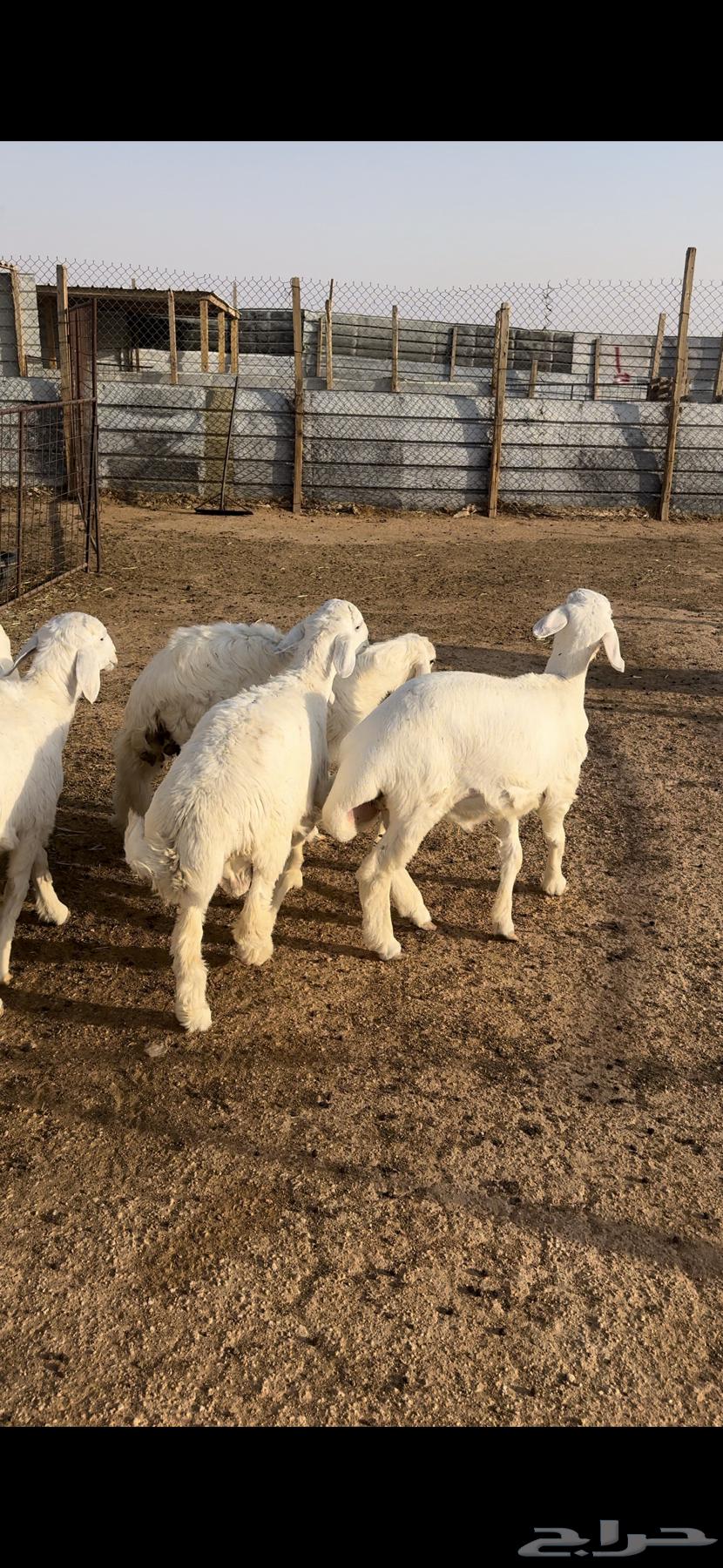 Hari, Najdi, and goats for sale64141543579138110