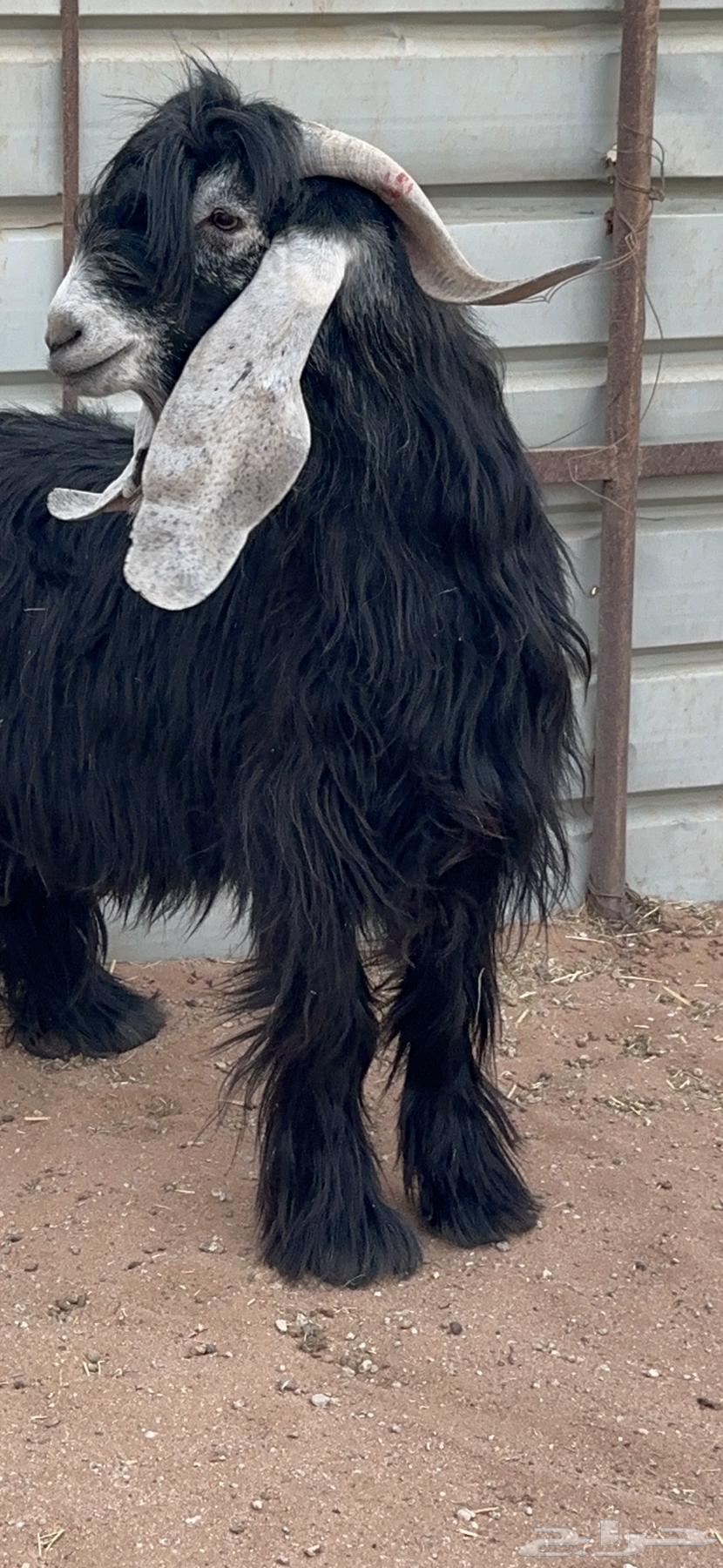 Random goat64141542770689110