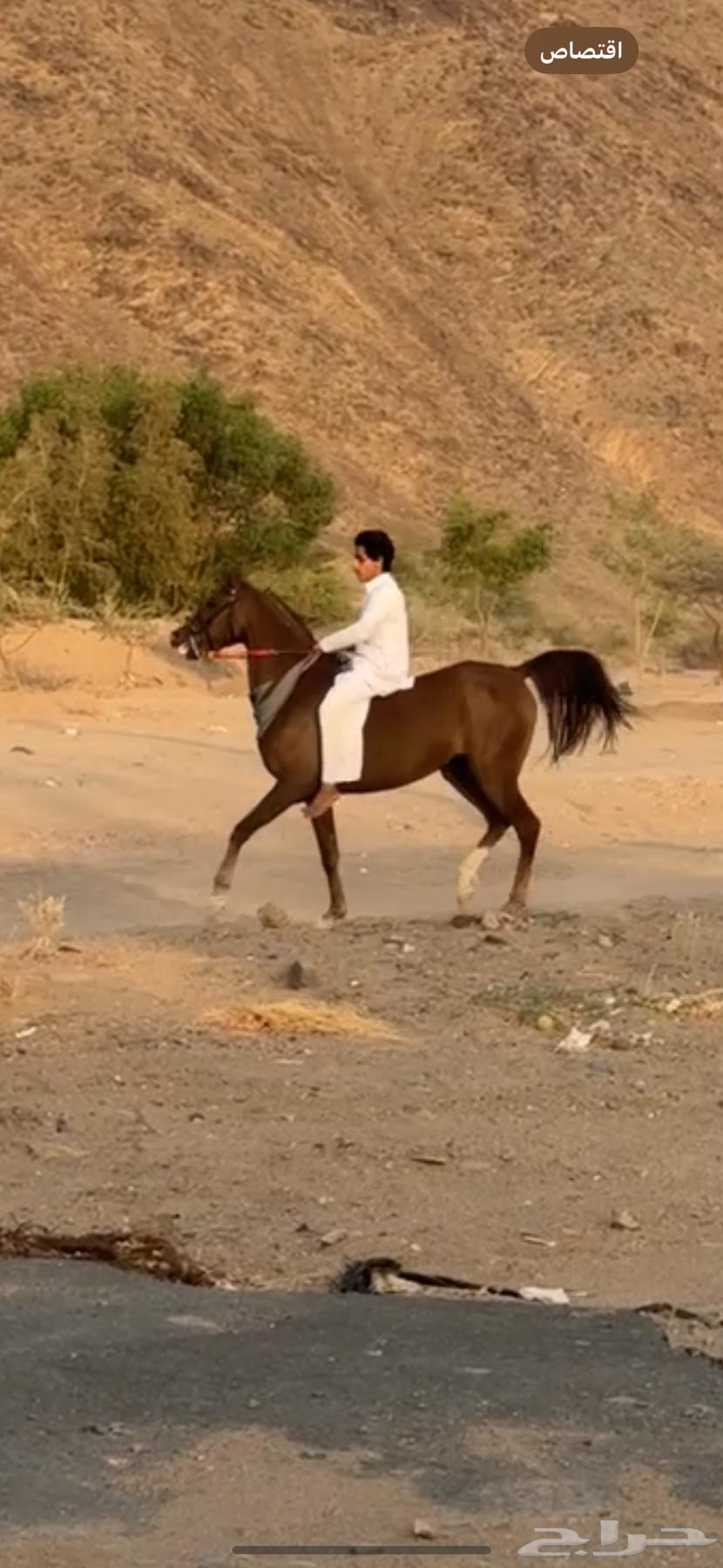 Horse64141925330563114