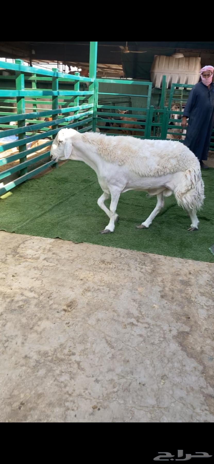 Stud for conditional sale64141548384642110