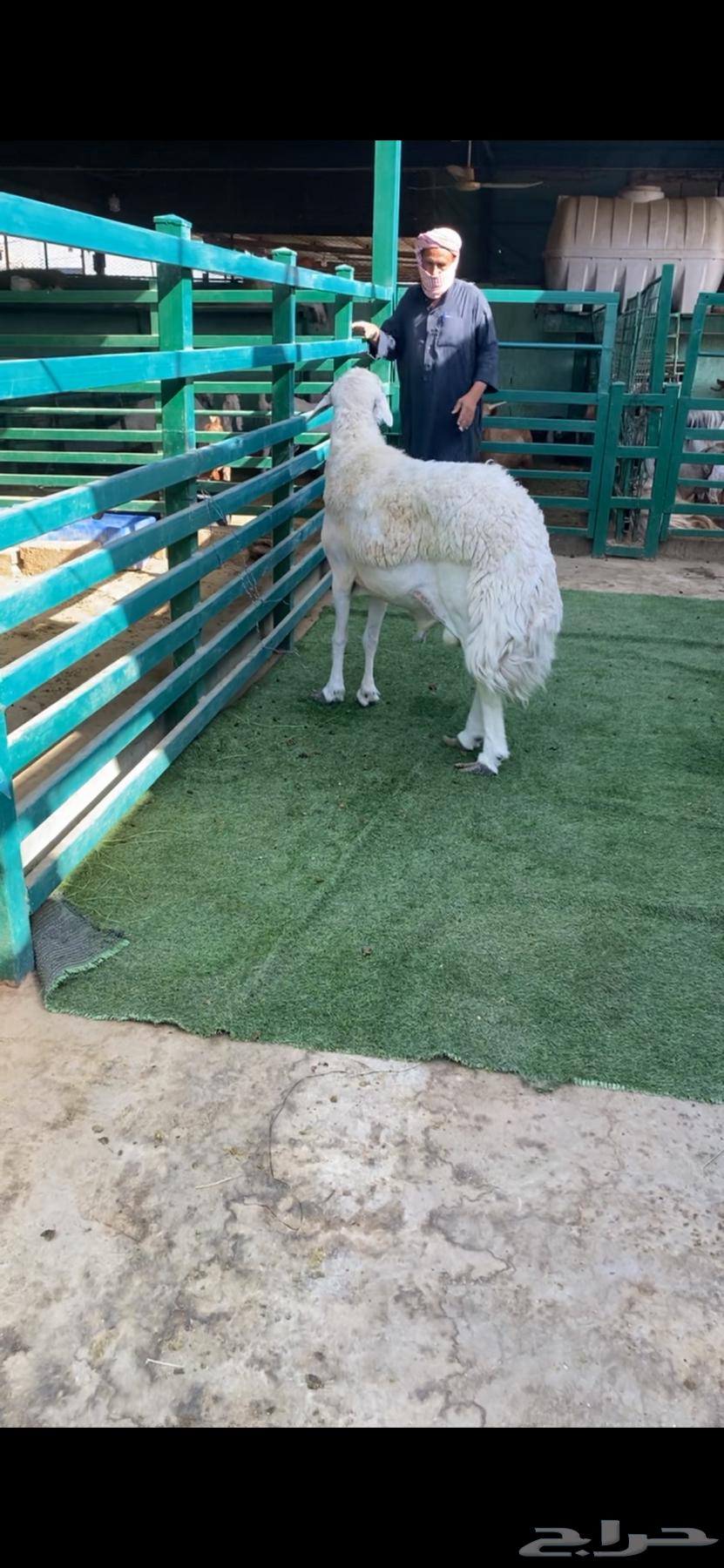 Stud for conditional sale64141548384642112