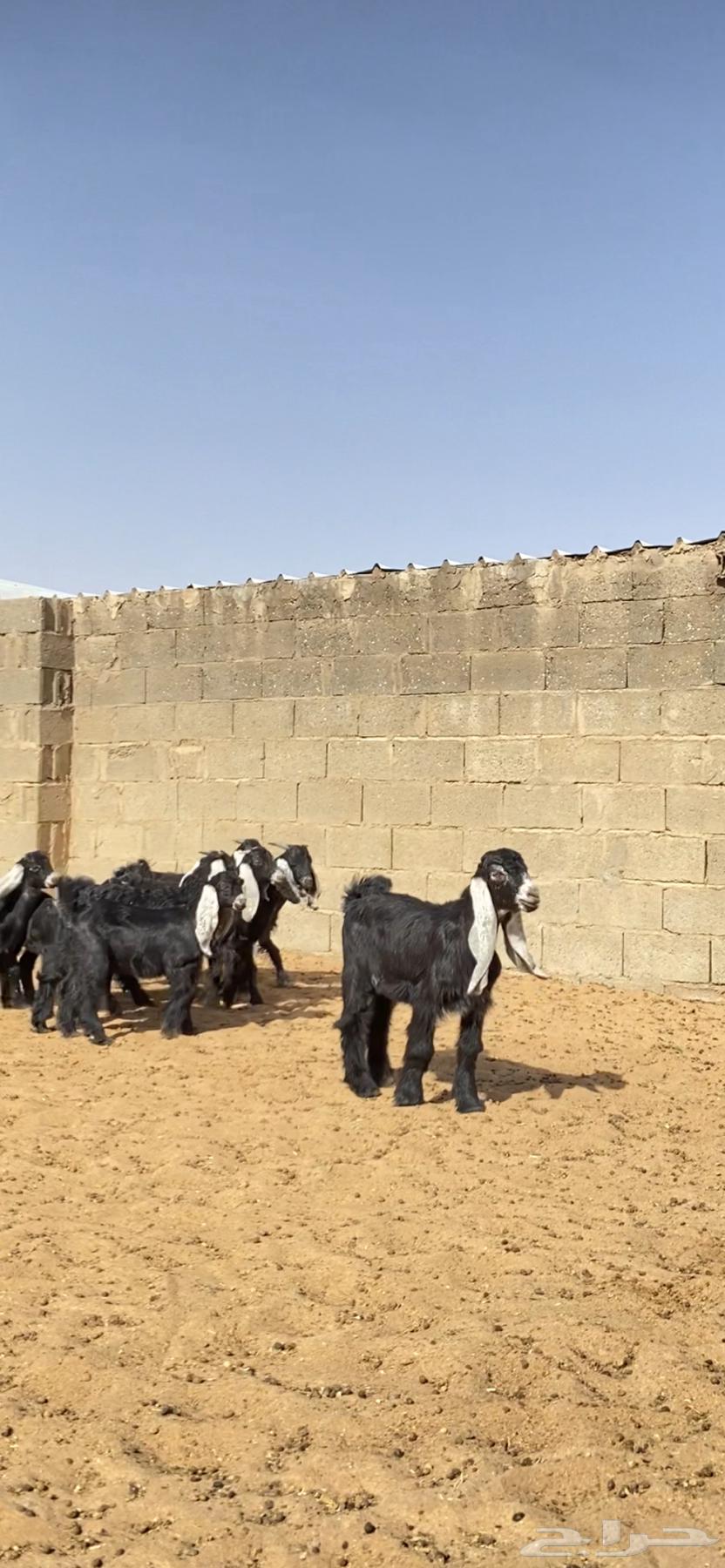 Goats, Awairid Khalfat Luxury64141546609537112