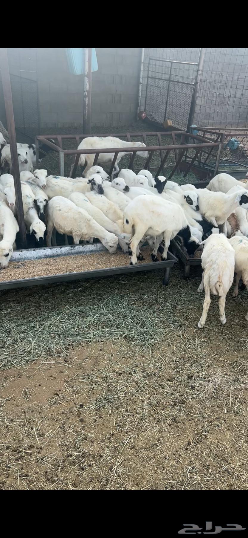 Reefid for sale64141547066371111