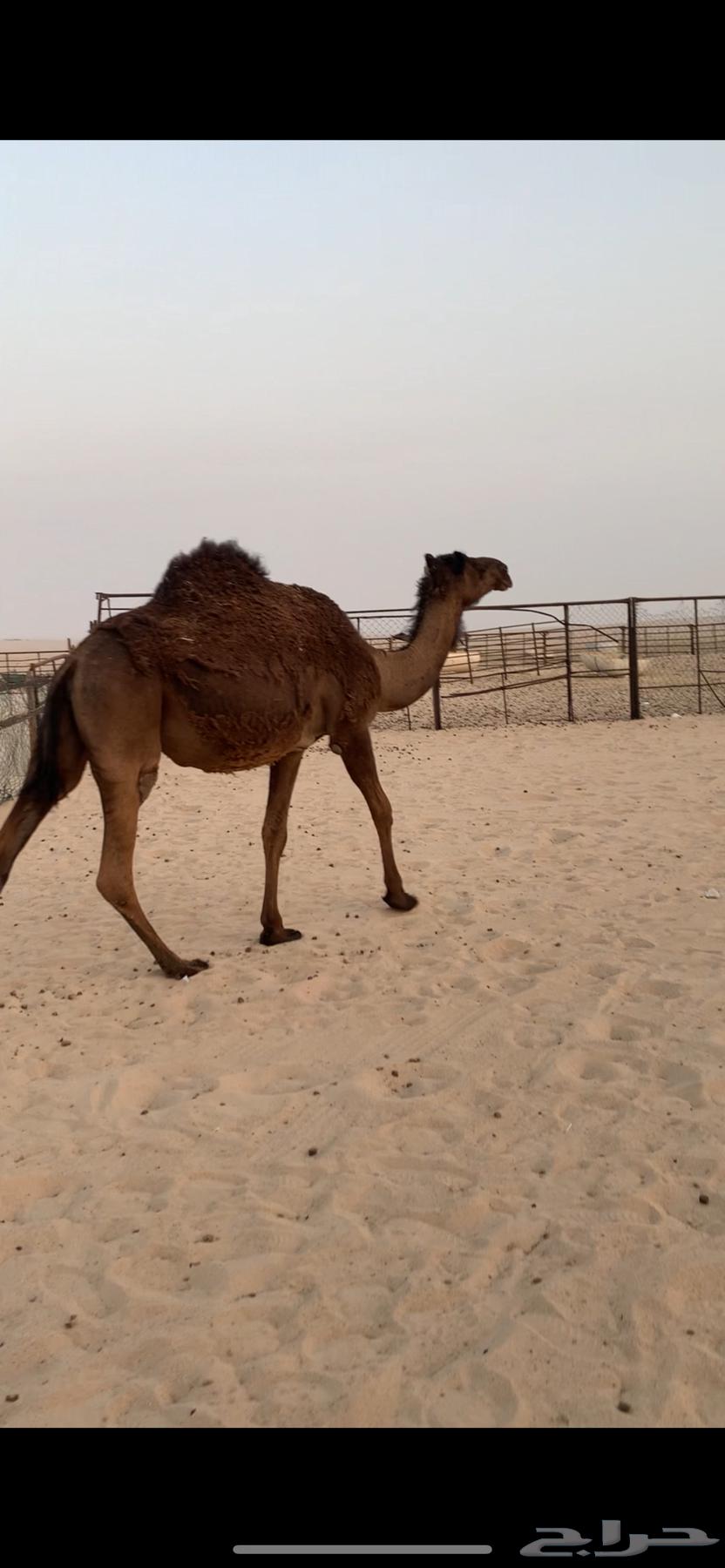 للبيع ابل لقحات64141927060097111