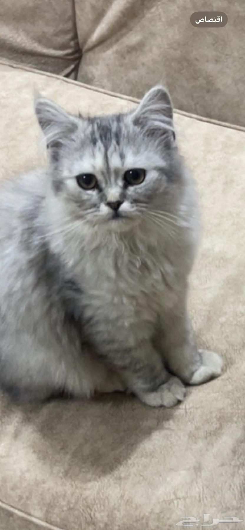 Female Persian cat for sale64141928841475110