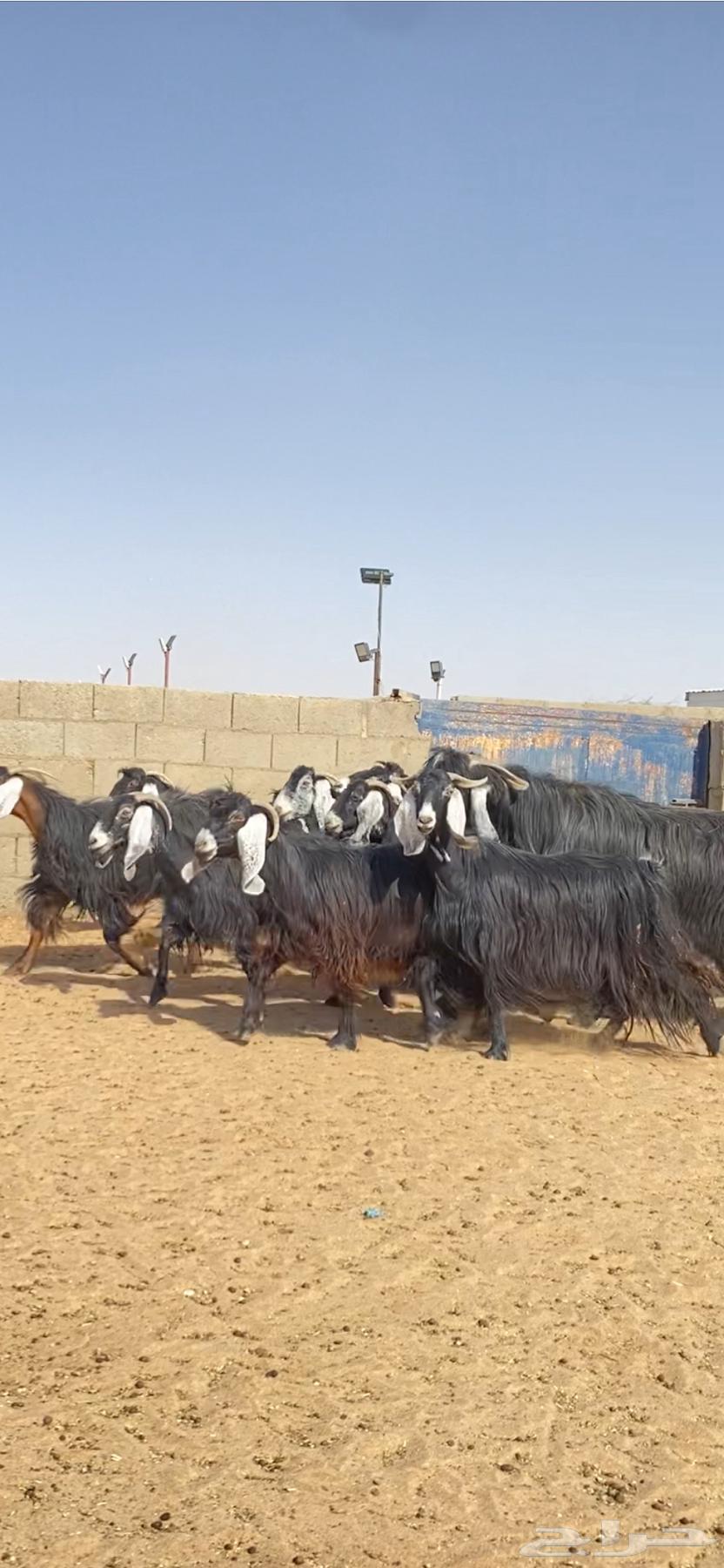 Goats, Awairid Khalfat Luxury64141546609537110