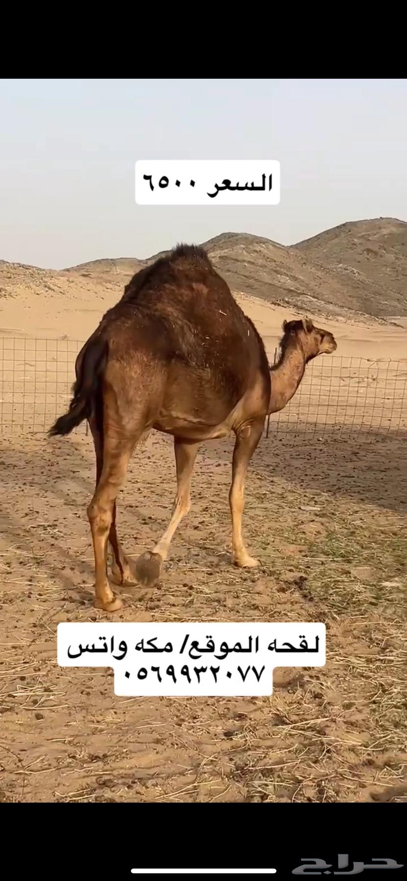 ناقه لقحه64145766068098111