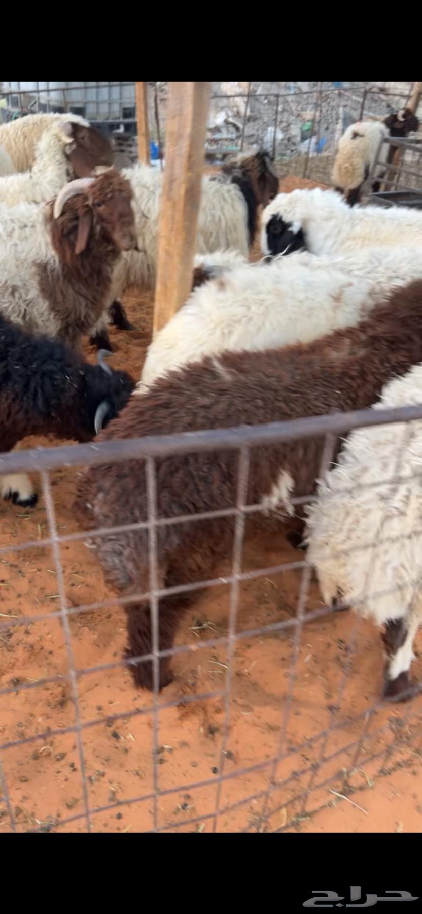 Slaughtered animals with delivery64141534726402110