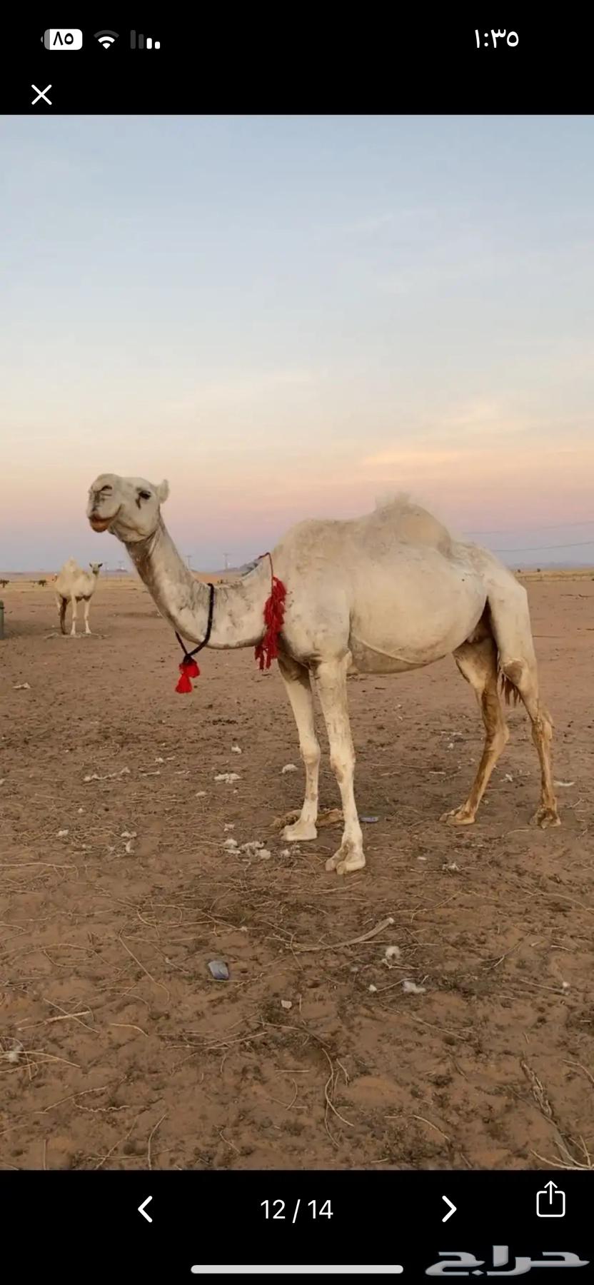 A Good Morning She-Camel64141541373443114