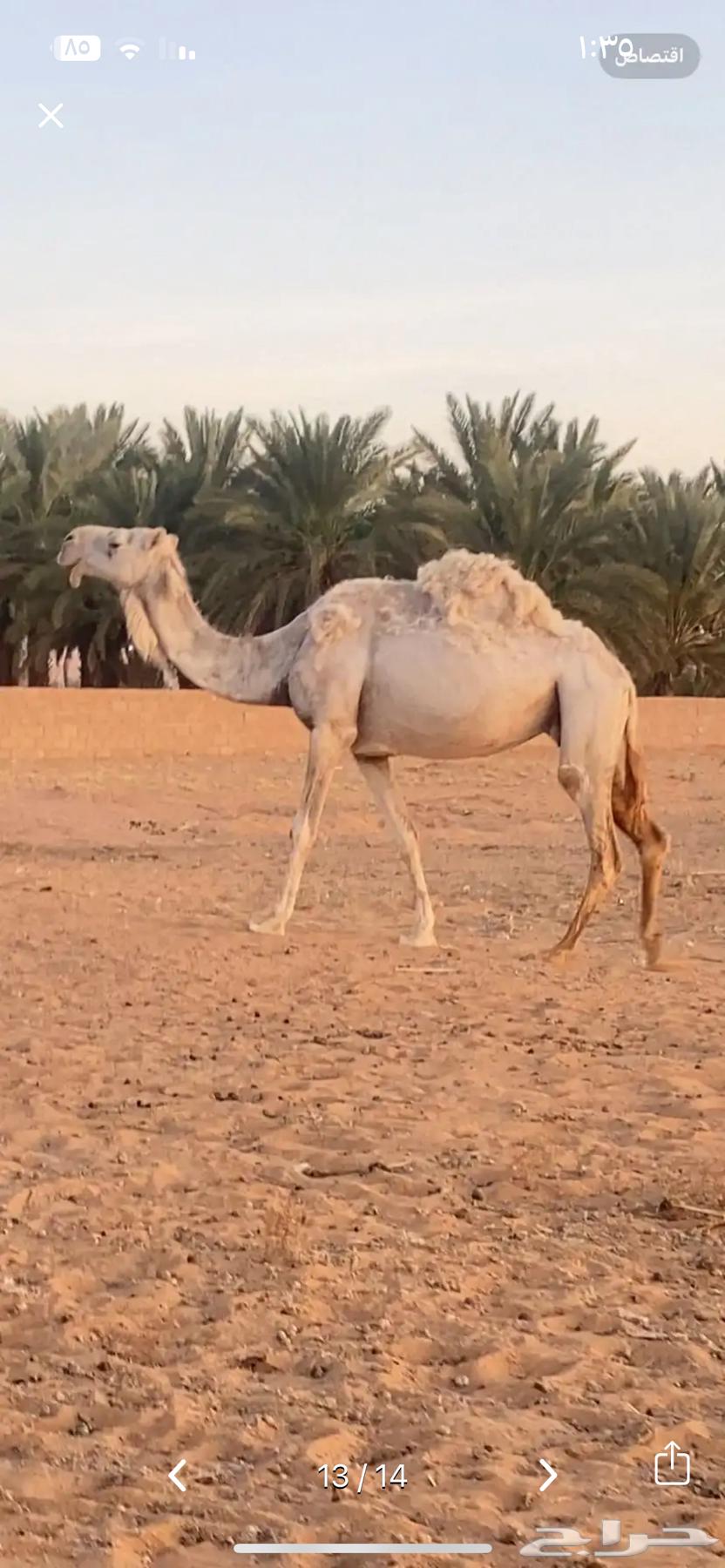 A Good Morning She-Camel64141541373443113