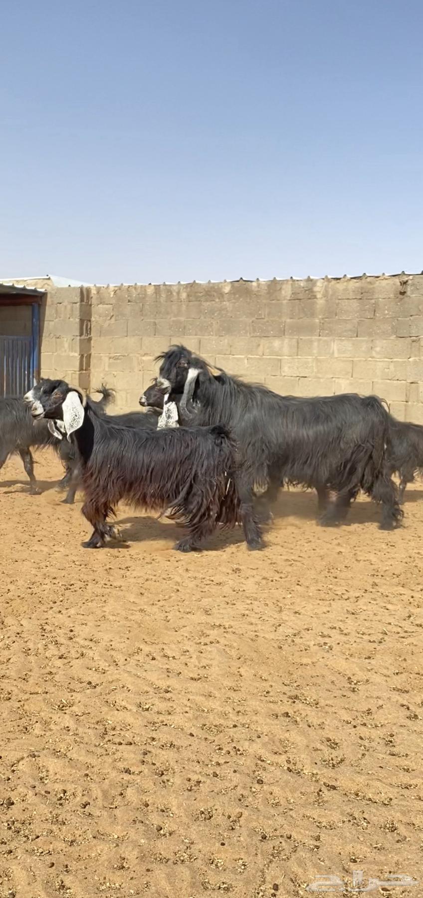 Goats, Awairid Khalfat Luxury64141546609537111
