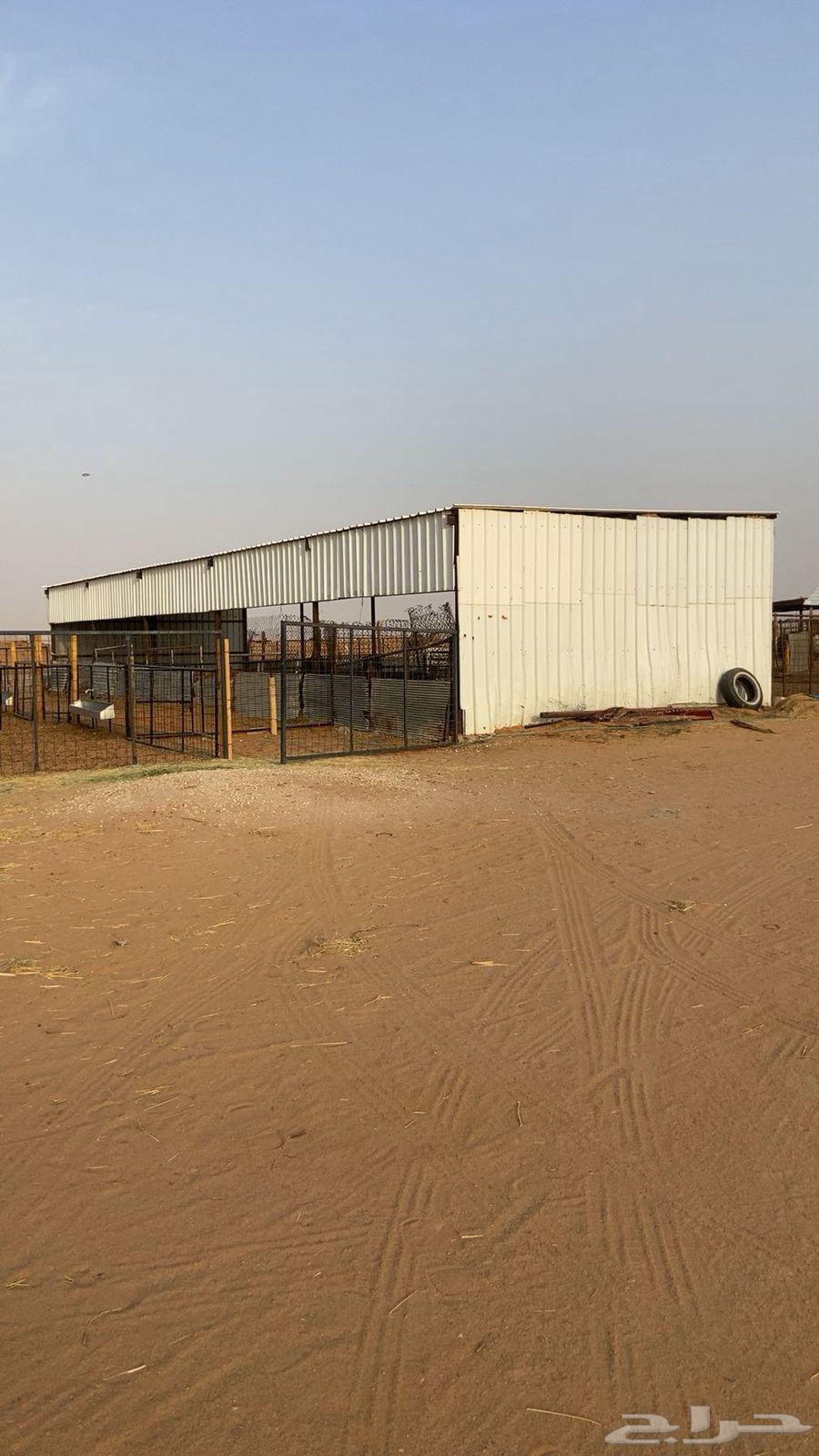 Two Sheds 20 in Length and 6 in Width64369082505347111