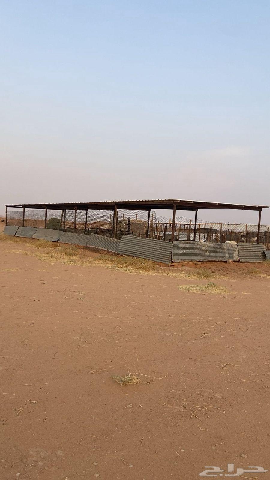 Two Sheds 20 in Length and 6 in Width64369082505347110