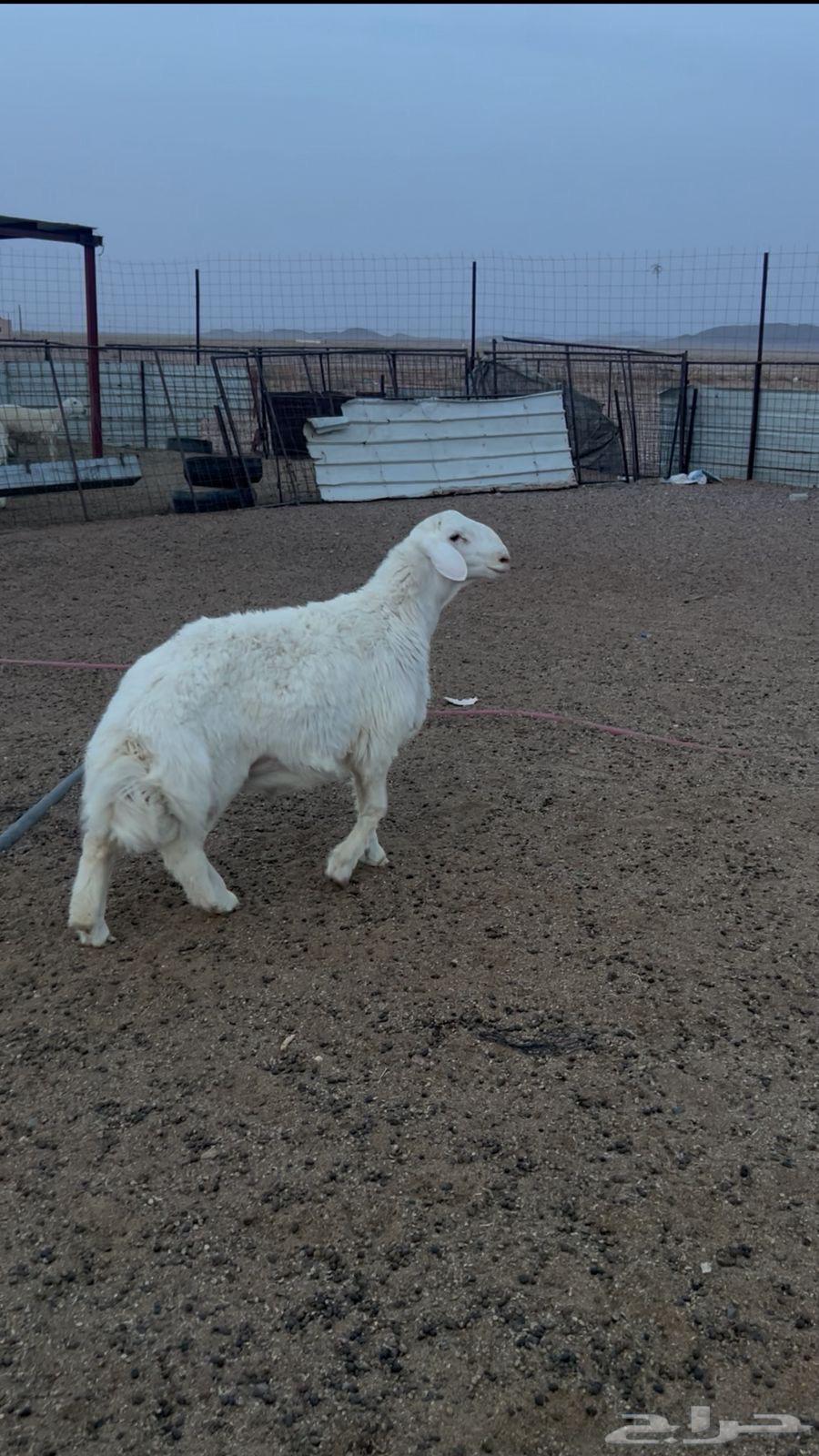 Ram lamb64141532050051111