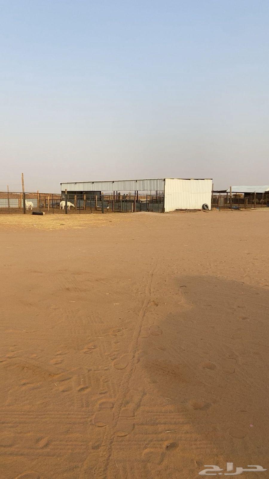 Two Sheds 20 in Length and 6 in Width64369082505347112