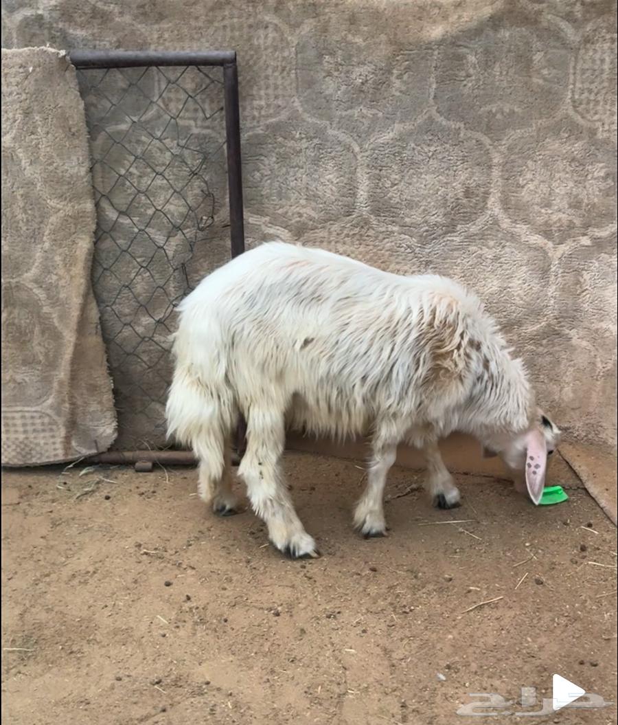Excellent Local Yellow Lamb64141924559105114