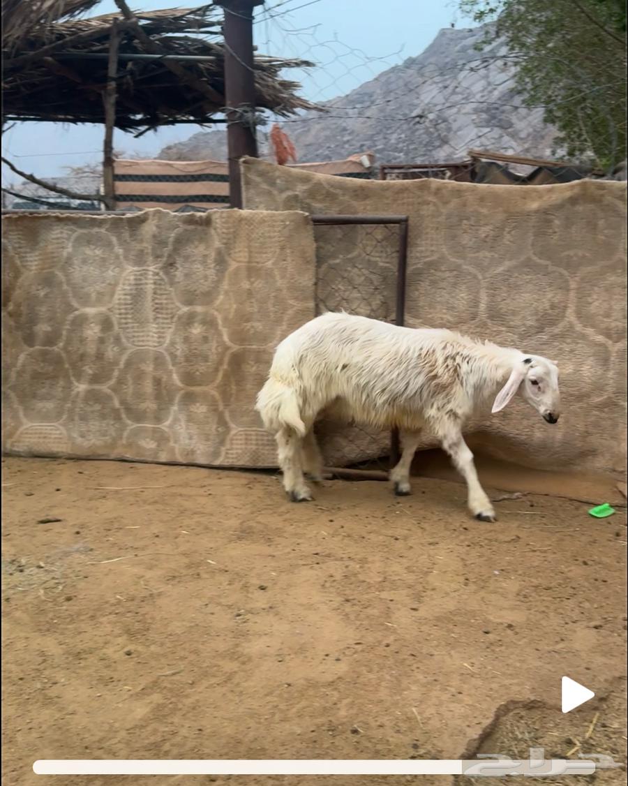 Excellent Local Yellow Lamb64141924559105113