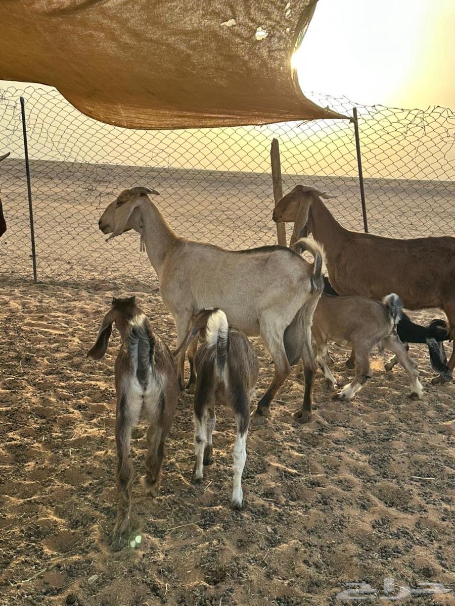 Goats for sale64141528373122112